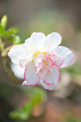 Adenium or desert rose flower