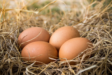 Group chicken egg on the straw in farm ready for cooking