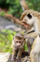 Close up of wild toque macaque (Macaca sinica) mother delousing baby monkey