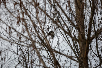 Northern Mockingbird