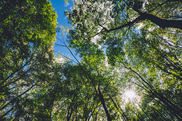Fototapeta premium Spring Sun Shining Through Canopy Of Tall Trees. Sunlight In Tropical Forest, Summer Nature. Upper Branches Of Different Deciduous Trees