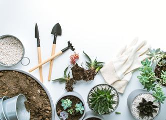planting of succulents