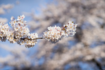 Sakura flowers blooming. Beautiful pink and white cherry blossom. Cherry Blossom is known as Sakura in Japanese.