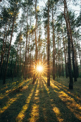Obraz premium Beautiful Sunset Sunrise Sun Sunshine In Sunny Summer Coniferous Forest. Sunlight Sunbeams Through Woods In Forest Landscape