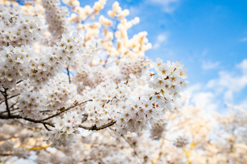 Sakura flowers blooming. Beautiful pink and white cherry blossom. Cherry Blossom is known as Sakura in Japanese.
