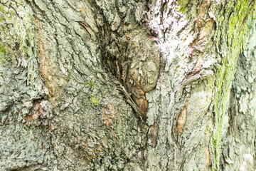 texture.the trunk of a large tree close-up