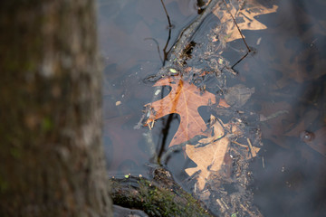 Leaves in a Pond
