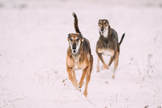 Two Hunting Sighthound Hortaya Borzaya Dogs During Hare-hunting At Winter Day In Snowy Field