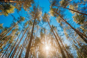 Autumn Pine Coniferous Forest Trees Woods To Canopy. Bottom View Wide Angle Background. Greenwood...