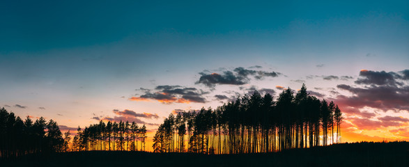 Sunset Sunrise In Pine Forest. Sunny Coniferous Forest. Fir-Trees Woods In Landscape Under Bright Colorful Dramatic Sky And Dark Ground With Trees Silhouettes. Panorama