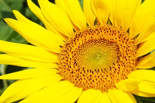 Beauty in nature, sunflower blossom in sunlight