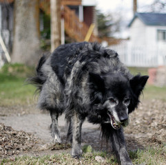 chien
