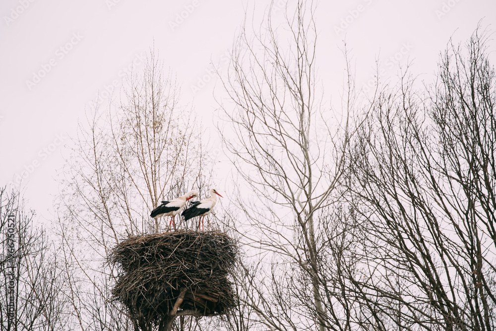 Wall mural Two Adult European White Storks Sitting In Nest In Spring Day. Belarus