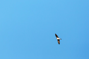 House martin flying in the sky