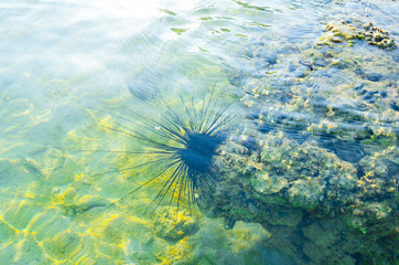 riccio di mare spine lunghe