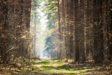 Obraz premium Road Path Walkway Lane Through Spring Coniferous Forest In Sunny Day. Natural Blurred Boke Bokeh Background