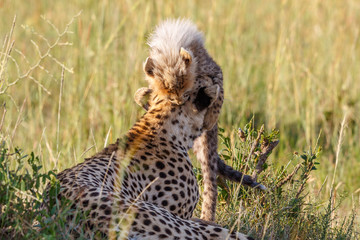 Playful Cheetah cub playing with his mother