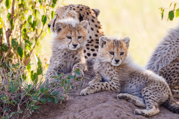 Cute young cheetah cubs resting in the shade