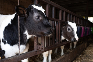 Veals in a cattle shed