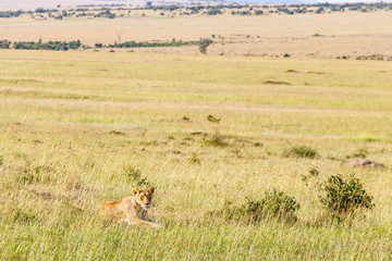 Lion lying down in the grass on the beautiful savannah landscape