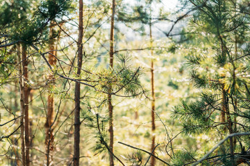 Young Spring Green Pine Needles Growing In Branch Of Forest Tree In Sunny Spring Day © Great Brut Here