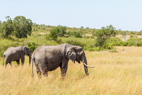 Two Elephants in African savanna