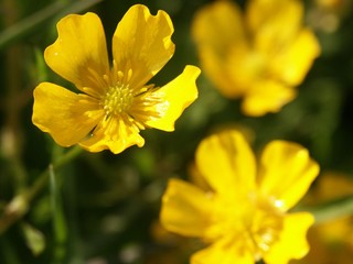 Fleurs et plantes 