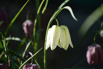 Single fritillary flower against dark background