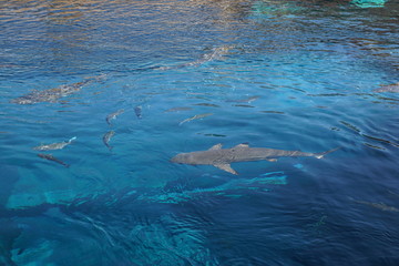 Obraz premium haifische