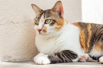 Fototapeta premium A cat looking into a distance while laying down in a white background.