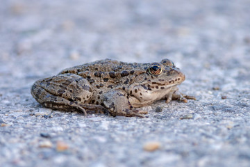 Marsh Frog (Pelophylax ridibundus) sitting on a road near Danube river, Slovakia