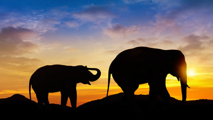 Naklejka na ściany i meble Two elephant with sunset