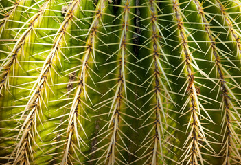 Cactus texture background, close up