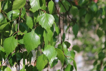 Fototapeta na wymiar beautiful green leaves of the tree