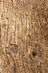 Old wood tree texture pattern  background