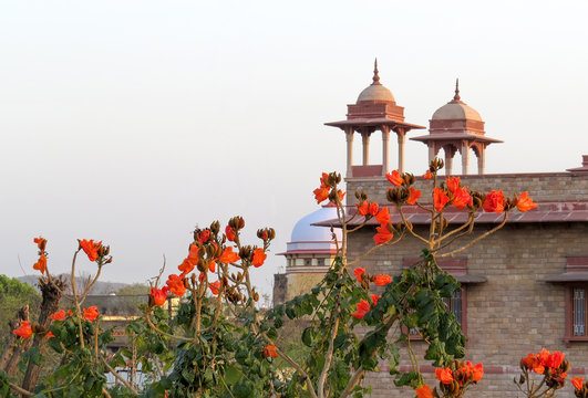 A tree with large orange flowers on the background of an old building with towers in Jaipur, Rajasthan. India.