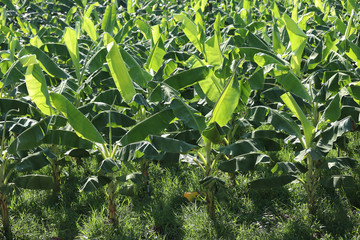 Textured background of a banana plantation with sunlight in the morning.
