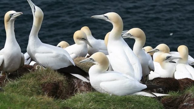 Gannets (Morus Bassanus) at Troup Head, Scotland