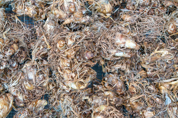 Detail of tuberose bulb in Amsterdam flowers market