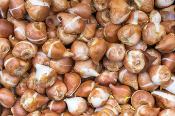 Detail of tulips bulbs in Amsterdam flowers market