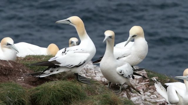 Gannets (Morus Bassanus) at Troup Head, Scotland