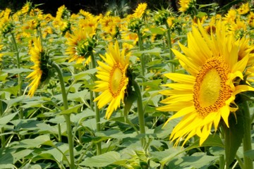 Obraz premium sunflowers field, India