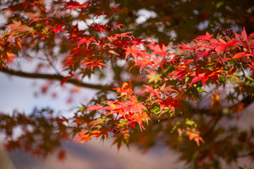 Red Maple leaves  in Shirakawa-go,Japan