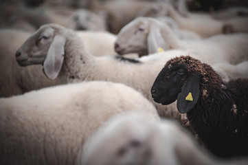 black sheep in the middle of the flock