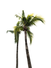 Fototapeta na wymiar Coconut palm tree isolated on white background with clipping path