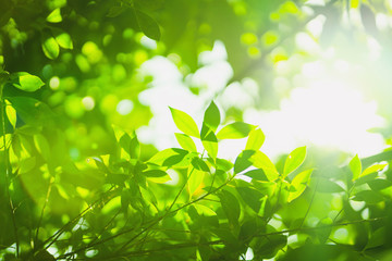 earth day and freshness environment conversation concept with sunshine on beauty green leaves in springtime and summer season with soft focus and bokeh background