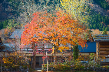 Plakat Red Maple tree in Shirakawa-go,Japan