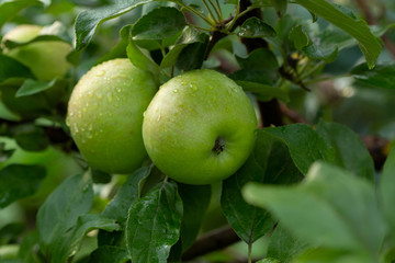 Green apples on tree branch