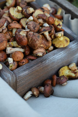 Forest mushrooms in crate