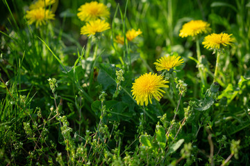 Obraz premium Green spring background with yellow flowers